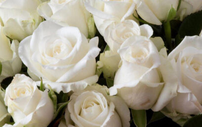 Rosas blancas: este es el efectivo ritual para eliminar las energías negativas