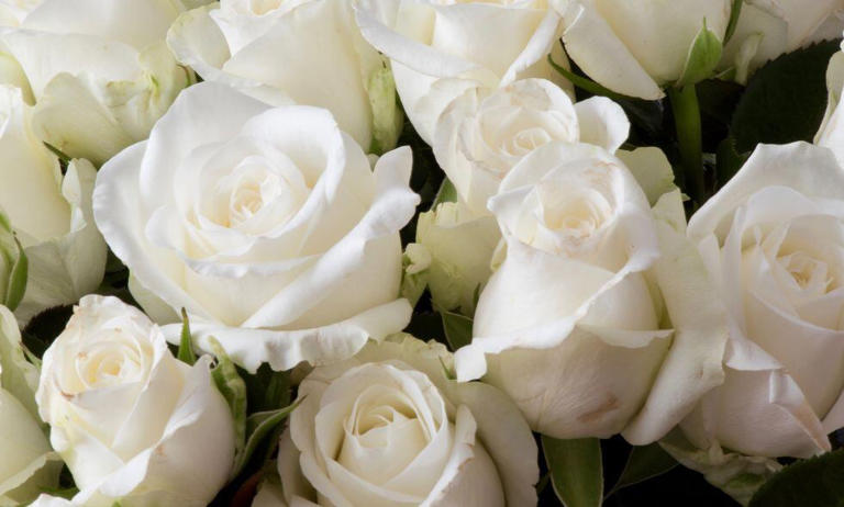 Rosas blancas: este es el efectivo ritual para eliminar las energías negativas