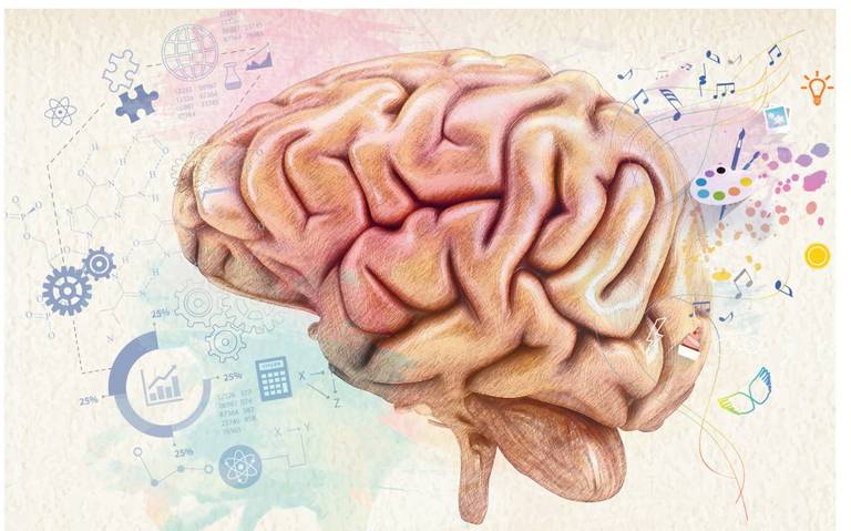 ¿Cuál es la mejor vitamina para el cerebro?