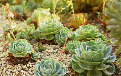 Así se debe activar la suculenta echeveria para atraer la abundancia durante todo el año