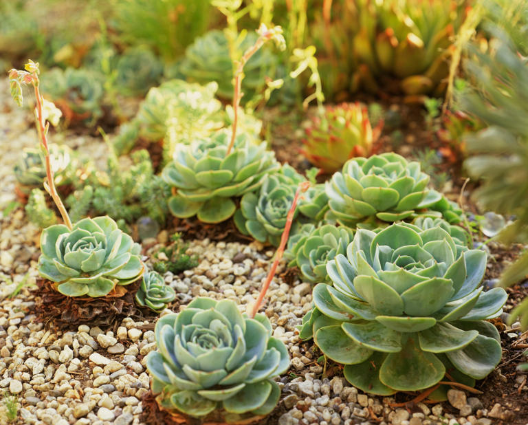 Así se debe activar la suculenta echeveria para atraer la abundancia durante todo el año Así se debe activar la suculenta echeveria para atraer la abundancia durante todo el año