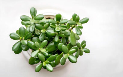 ¿Cómo ubicar el árbol de jade para atraer la riqueza?