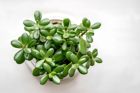 ¿Cómo ubicar el árbol de jade para atraer la riqueza? ¿Cómo ubicar el árbol de jade para atraer la riqueza?