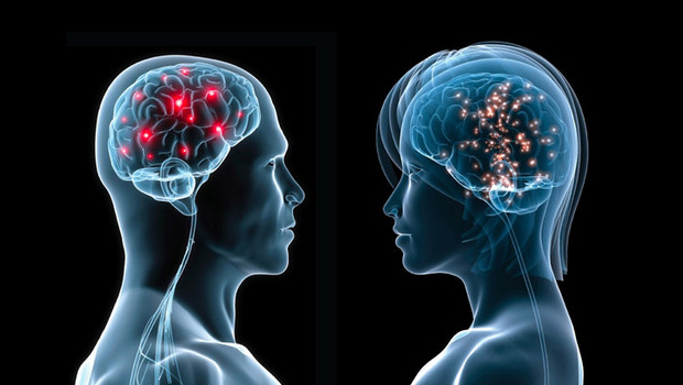 Entre Neuronas y curiosidades: Los entresijos del cerebro humano al descubierto Entre Neuronas y curiosidades: Los entresijos del cerebro humano al descubierto