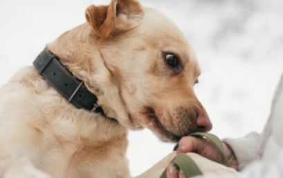 Estas son las tres razas de perros que podrían detectar enfermedades en las personas