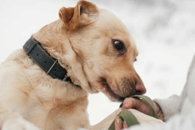 Estas son las tres razas de perros que podrían detectar enfermedades en las personas Estas son las tres razas de perros que podrían detectar enfermedades en las personas