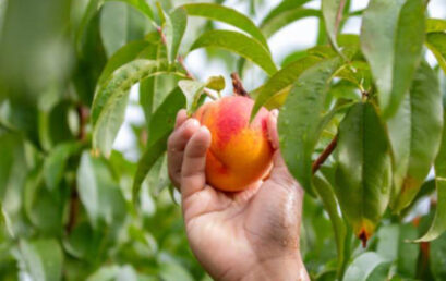 Esta fruta ayuda a reducir la presión arterial y fortalece la inmunidad