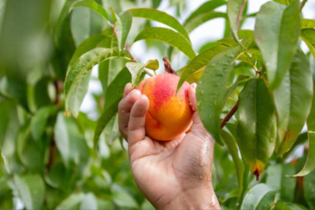 Esta fruta ayuda a reducir la presión arterial y fortalece la inmunidad