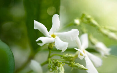 Plantas efectivas para crear cercos energéticos de manera natural