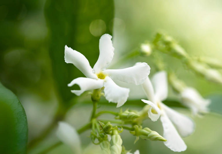 Plantas efectivas para crear cercos energéticos de manera natural Plantas efectivas para crear cercos energéticos de manera natural