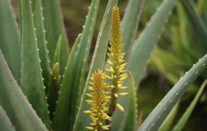 El poder del aloe vera y cómo asegurar un consumo confiable