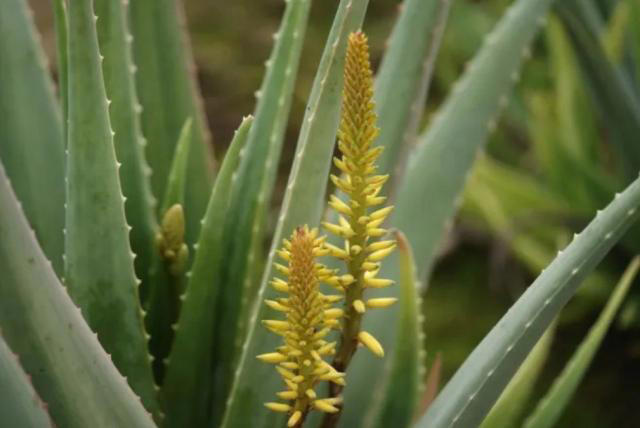 El poder del aloe vera y cómo asegurar un consumo confiable