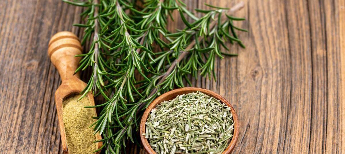 El aroma del romero podría mejorar la memoria hasta un 70%, según estudio británico El aroma del romero podría mejorar la memoria hasta un 70%, según estudio británico