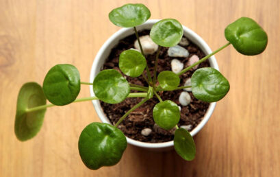 Planta de dinero china: cuidados básicos para que crezca sana